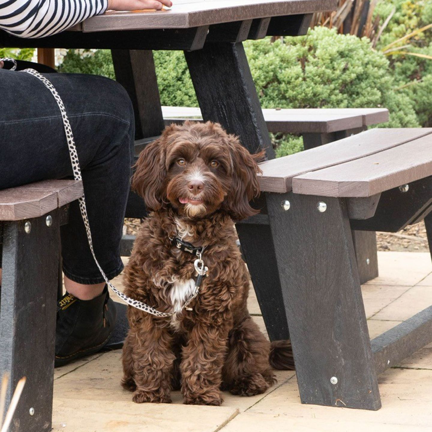 Your local dog friendly pub in Morecambe